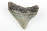 Serrated, Juvenile Megalodon Tooth - North Carolina #196033-1